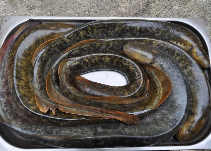 Asador De Casa Albardonedo Roxos